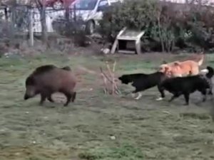 Domuzlar Şehir Merkezinde