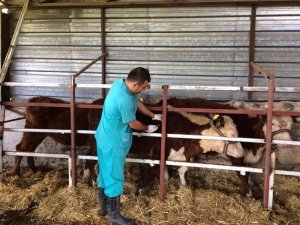 3 Bin 255 Hayvan Aşılandı