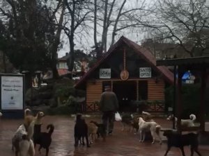 Çaycuma’da Sürü Halinde Gezen Sokak Köpekleri Korkutuyor