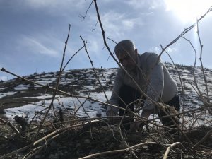 Tescilli Cimin Üzümü Mesaisi Sürüyor