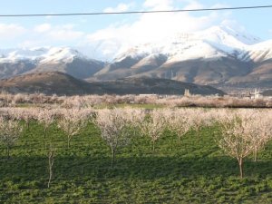 Erzincan’da Çiçek Açan Kayısı Ağaçları Donma Tehlikesi Altında
