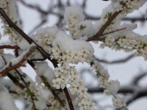 Çiçek Açan Meyve Ağaçları Kar Altında Görüntülendi