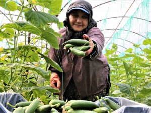 Antalya Hali’nde Bahar Hareketliliği: Ürün Fiyatları Yüzde 50 Düştü