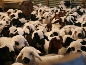 Elazığ’da 98 Bin Sığır Aşılandı