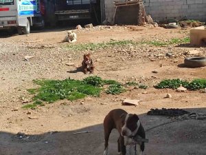 Yasaklı Irk Köpek Besleyen Şahsa Ceza