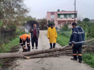 Aşırı Rüzgar Kozan’da Ağaçları Devirdi