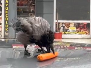 Acıkan Kargaların Yemek Arayışı