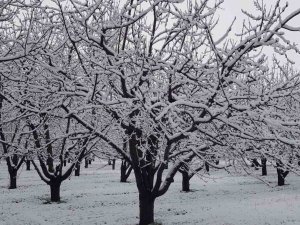 Sivaslı’da Yağan Kar Meyve Ağaçlarını Olumsuz Etkiledi