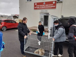Bacağı Kırık Halde Bulunan Tilki Tedavi Edildi