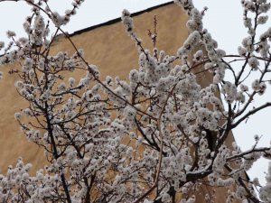 Oltu’ya Mart Karı Yağdı