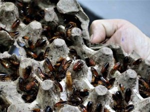 Ev Kadınlarının Korkulu Rüyası Haline Gelen Hamam Böceklerini Gelir Kapısı Yaptı