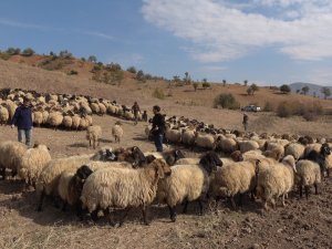 Siirtli Çiftçilere 179 Milyon 515 Bin Tl Destek Ödemesi Yapıldı