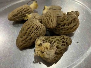 Köylülerin Geçim Kaynağı, Kilogramı 500 Liraya Satılıyor