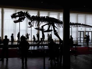 İ̇sviçre’de Dev Dinozor İskeleti Açık Artırmaya Çıkarılacak