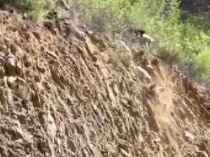 Köpeklerin Saldırısına Uğrayan Dağ Keçisi Böyle Kurtuldu