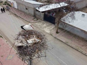 Iğdır’a Gelen Leylekler Yuva İçin Yüksek Yerleri Seçiyor
