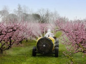 Çiftçilere Yabancı Otla Mücadele Uyarısı