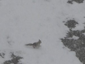 Yiyecek Arayan Tilki Köye İndi