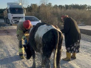 Sulama Kanalına Düşen İneğinin Başında Saatlerce Bekledi