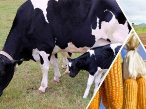 Destekleme Ödemesi Bugün Hesaplara Aktarılacak