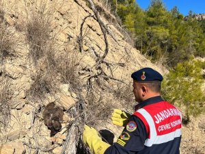 Ormanda Yaralı Bulunan Kartal Koruma Altına Alındı