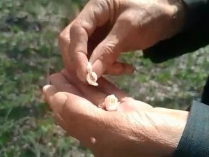 Kayısıyı Don Vurdu