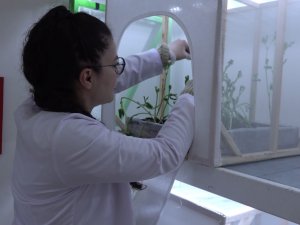 Laboratuvarda Üretilecek Uğur Böcekleri Yaprak Bitine Çözüm Olacak