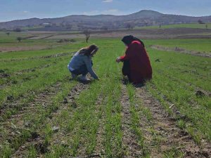 İ̇scehisar’da Arpa Ve Buğday Verimliliği İncelendi