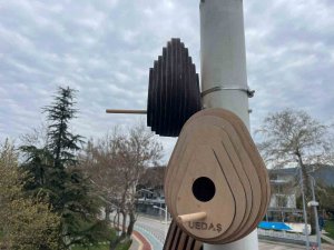 Sokak Lambaları Kuşların Yeni Yuvası Oldu