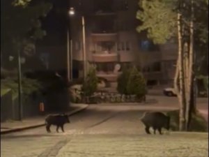 Konya’da Aç Kalan Domuzlar Şehre İndi