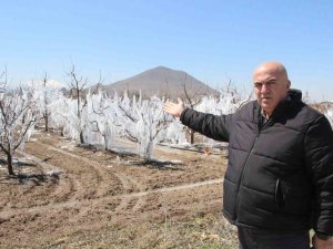 Dona Karşı Sulanan Elma Ağaçları Buzulları Aratmadı