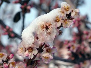 Üreticiler Zirai Dona Karşı Uyarıldı