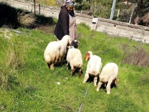 Kaybolan Koyunları, Jandarma Buldu
