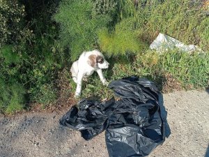 Yavru Köpeği Ağzı Bağlı Poşete Koyup Yol Kenarına Atmışlar
