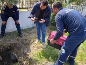 Anne Köpek Ve Yavruları Kurtarıldı