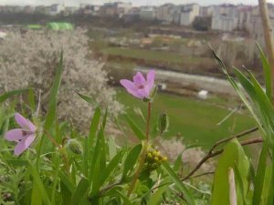 Bingöl’de Bir Yanda Kara Kış Bir Yanda Bahar Yaşanıyor