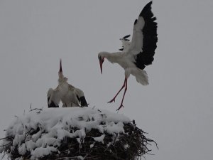 Baharın Müjdecisi Leylekler Yuvalarında Kara Yakalandı