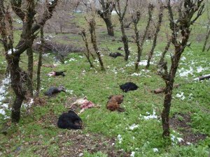 Kurt Sürüsü 13 Keçiyi Telef Etti