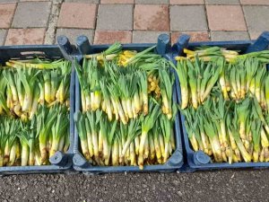 Kulp’ta ,’Gulik’ Tezgahtaki Yerini Aldı