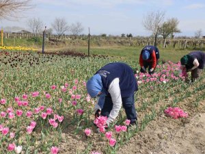 Lale Üretimi Kadınlara Gelir Kapısı Olacak