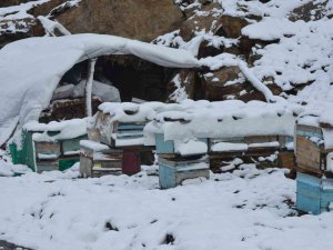Şırnak’ta Kar Yağışı Hayvanları Ve Bitkileri Olumsuz Etkiledi