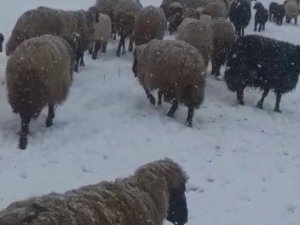 Tipi Ve Kara Yakalanan Hayvan Sürüsü Güçlükle Köye Ulaştırıldı