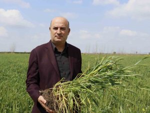 Buğdayda Rekolteyi Yağacak Yağmurlar Belirleyecek