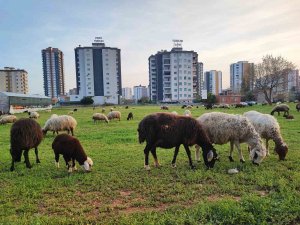 Köy Ve Kent İç İçe Geçti