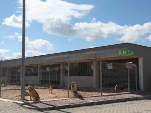 Antalya Büyükşehir Belediyesi Sokak Hayvanları Bakımevi Hizmette