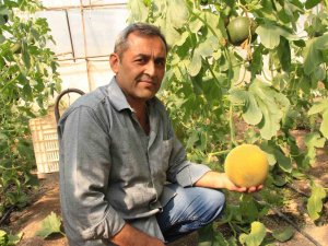 Havalar Ilık Gitti, Kavun Üreticilerinin Yüzü Güldü