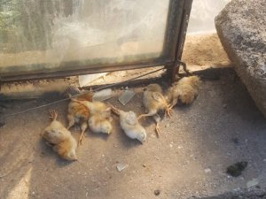 Ağıla Giren Hırsızlar 2 Keçi İle 1 Horoz Ve 1 Civcivli Tavuk Çaldı