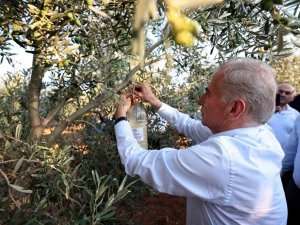 Denizli’de Zeytin Üreticilerine Biyoteknik Mücadele Desteği Verilecek