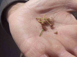 Zirai Donun Vurduğu İlçede Meyveye Ulaşmak Hayal Oldu: "Kaybımız Çok Büyük"