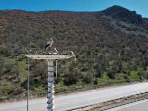Baharın Habercisi Leylekler, Leylek Oteli’ne Ulaştı